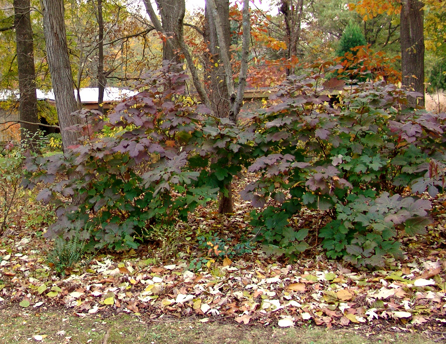 Hydrandgea quercifolia with leaves Hydrandgea quercifolia with leaves