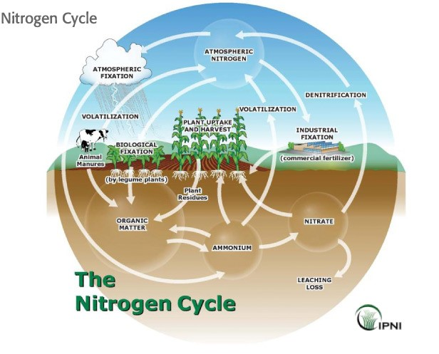 A diagram of the Nitrogen Cycling in Agriculture A diagram of the Nitrogen Cycling in Agriculture
