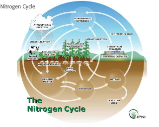 A diagram of the Nitrogen Cycling in Agriculture