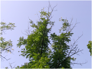 A walnut tree