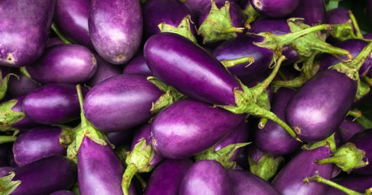 Purple Eggplant Purple Eggplant