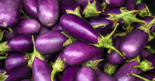 Purple Eggplant