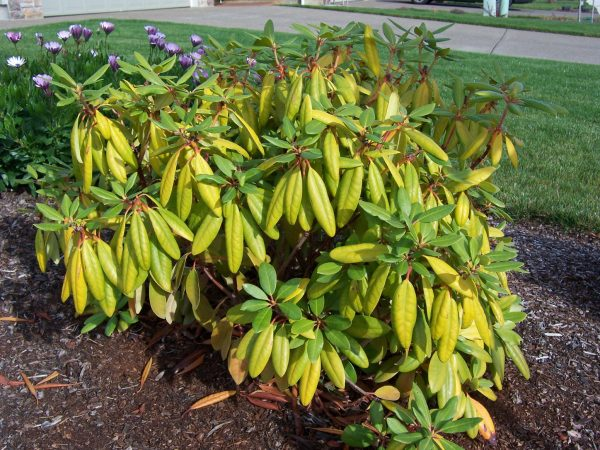 Nutrient deficiency symptoms appearing on old growth Nutrient deficiency symptoms appearing on old growth