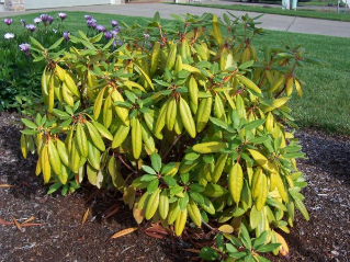 Nutrient deficiency symptoms appearing on old growth