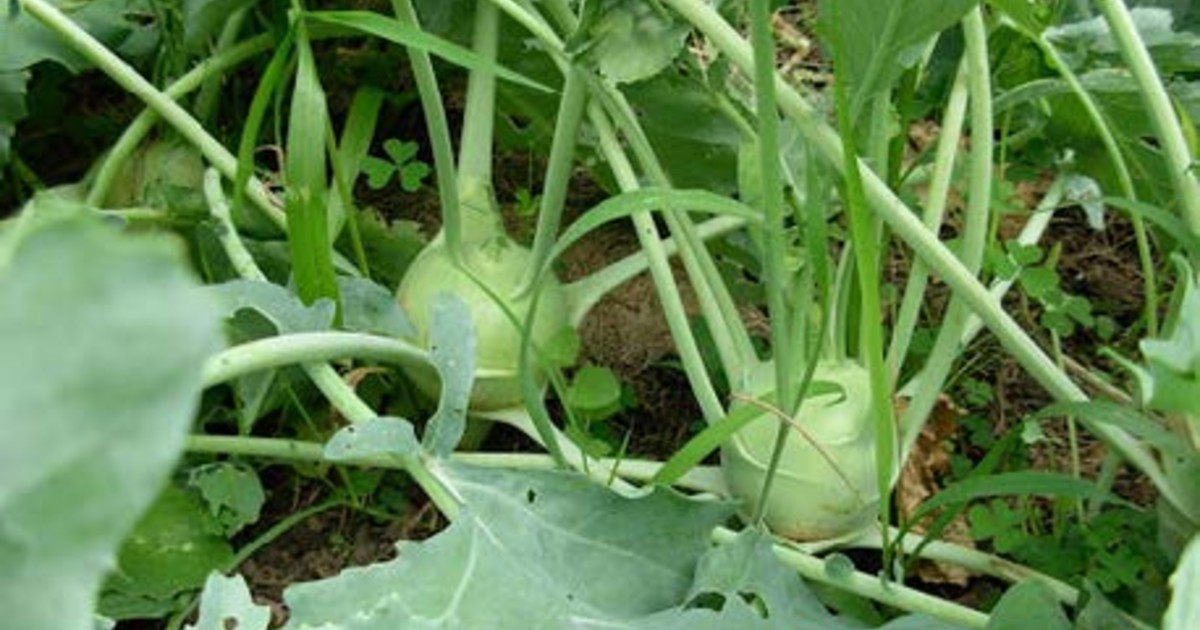 Kohlrabi in a garden Kohlrabi in a garden