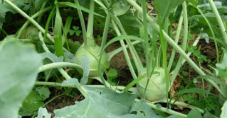 Kohlrabi in a garden