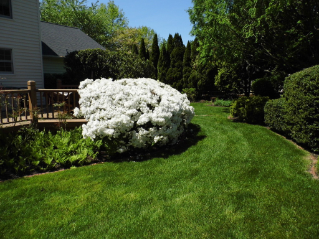 White flowering bush