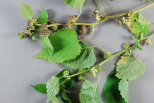 Mulberry Weed  Mulberry Weed