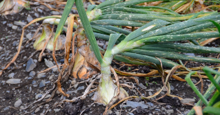 Onion roots in the soil