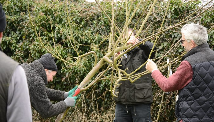 A group of people working together to prune a tree A group of people working together to prune a tree