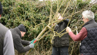 A group of people working together to prune a tree