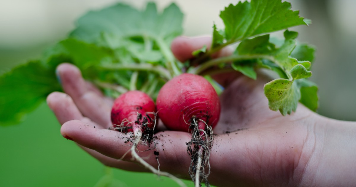 Radishes in someone's hand Radishes in someone's hand