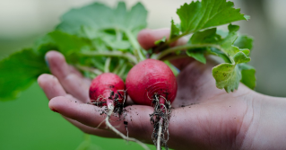 Radishes in someone's hand