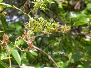 ROSE ROSETTE DISEASE