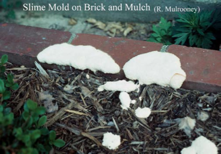 Slime mold brick mulch Slime mold brick mulch