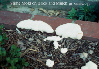 Slime mold brick mulch