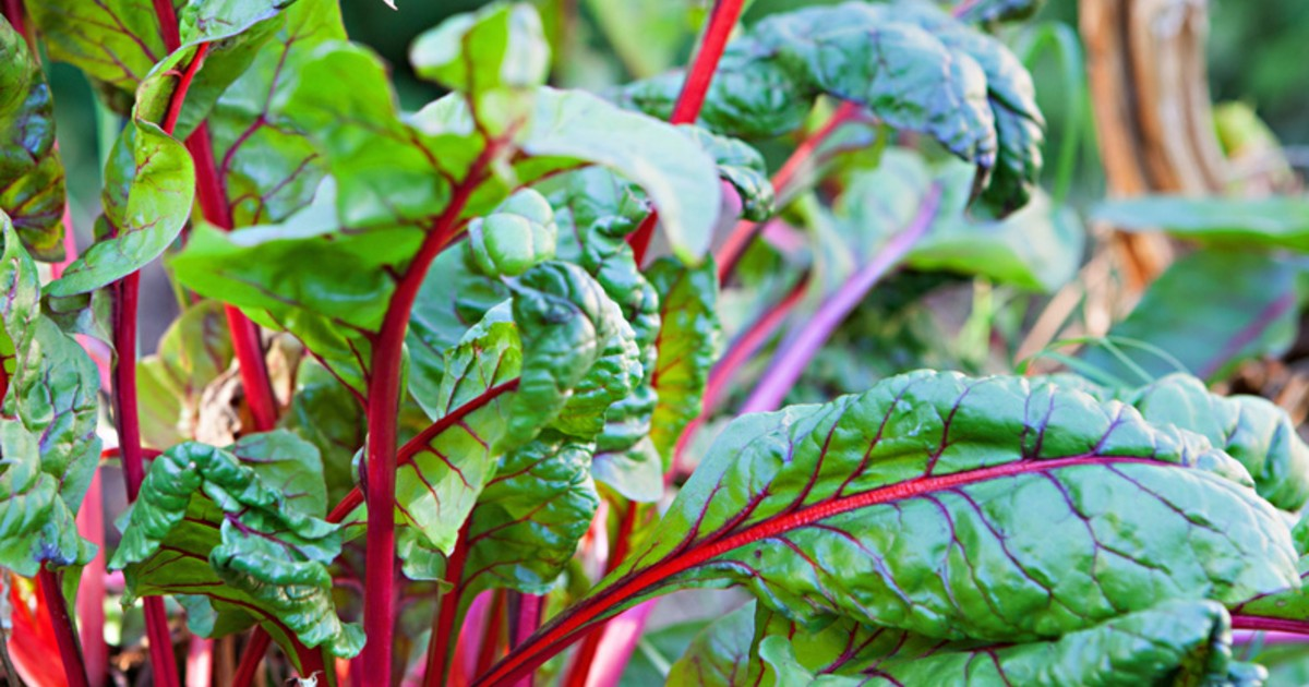 A close view of swiss chard in a garden A close view of swiss chard in a garden