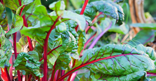 A close view of swiss chard in a garden