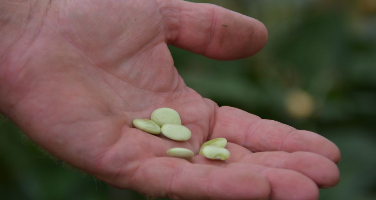 A hand holding lima beans A hand holding lima beans