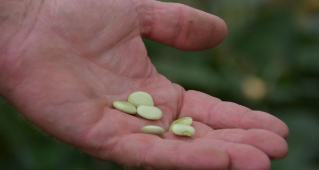 A hand holding lima beans