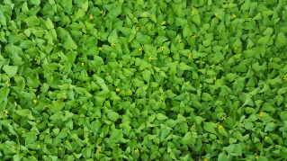 A green ground cover crop