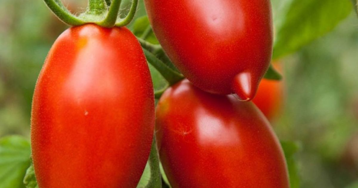 A close view of paste tomatoes A close view of paste tomatoes