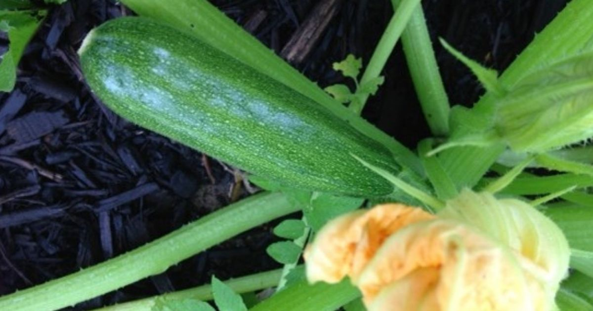 A large summer squash A large summer squash