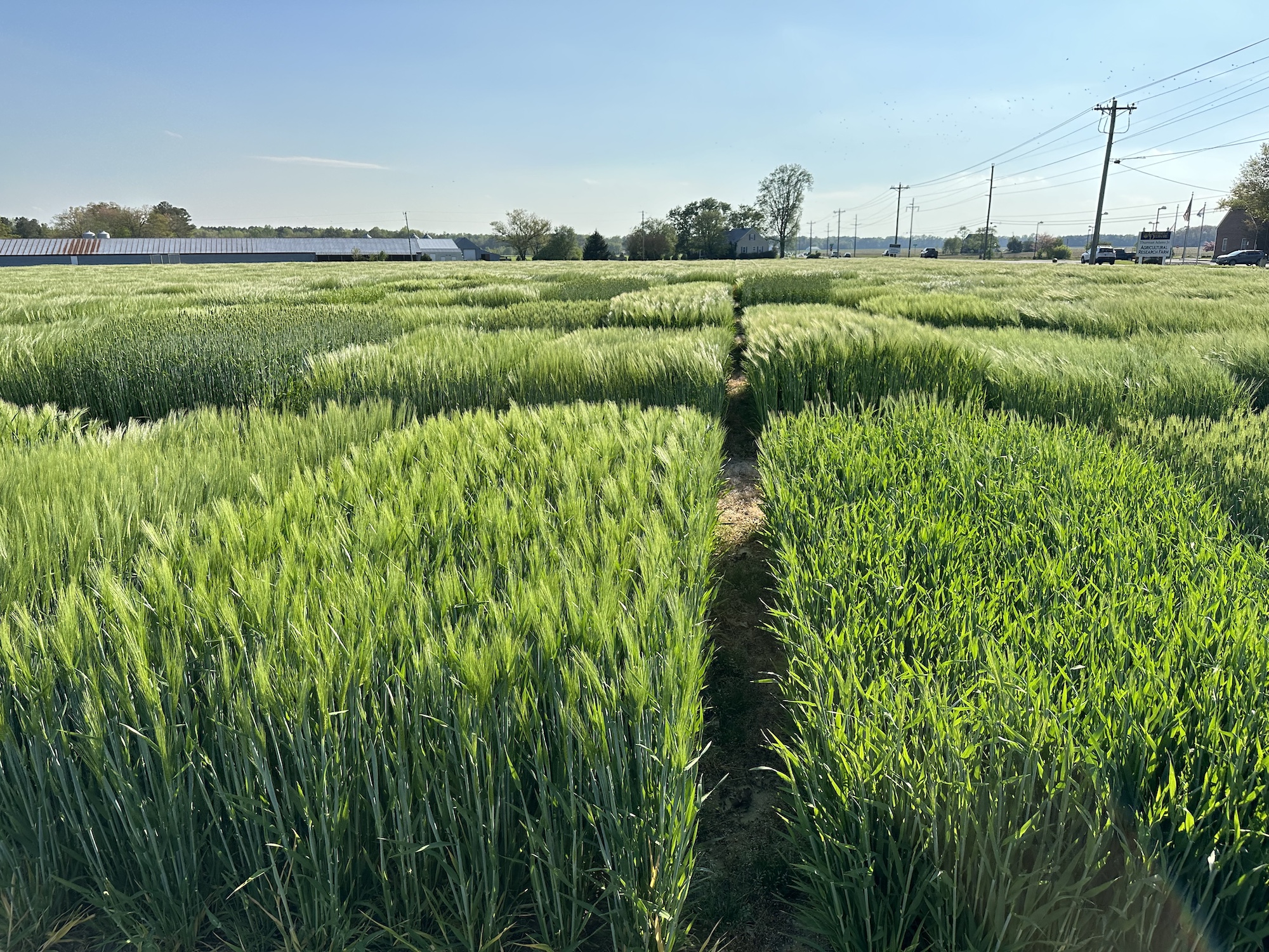 Barley Variety Trials