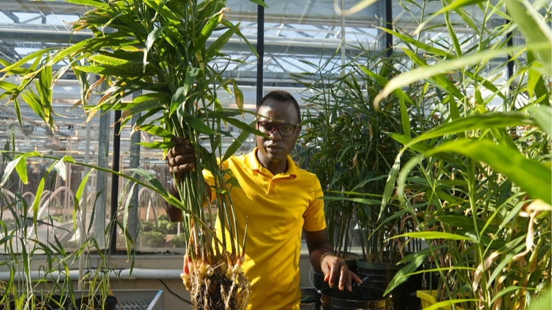 Shem showing off his cut ginger plants in the greenhouse.