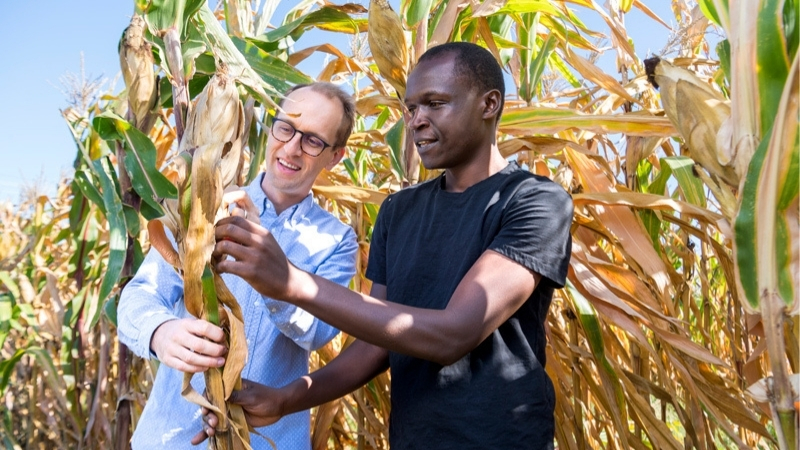 Kevin and Kyle in a corn field.