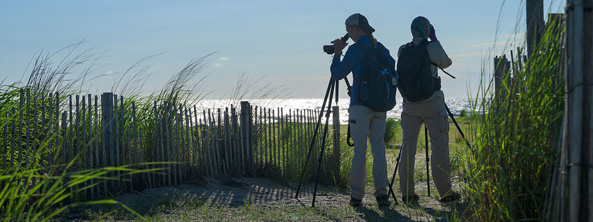 Lauren Pollock, explores what factors affect the survival of piping plovers at Prime Hook National Wildlife Refuge in Milton, Delaware.