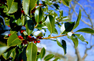 A holly tree