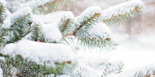 A snowy evergreen