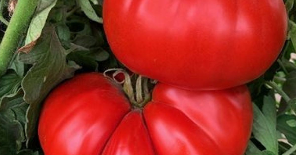 A close view of beefsteak tomatoes A close view of beefsteak tomatoes