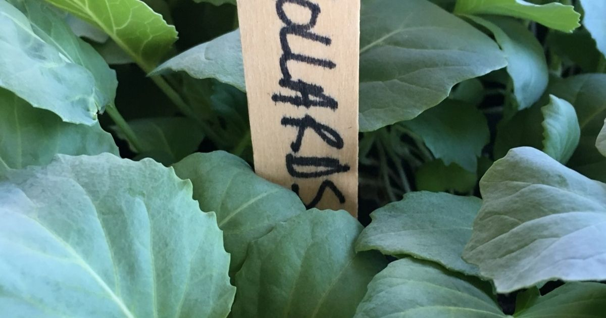 A close up of Collard Greens A close up of Collard Greens