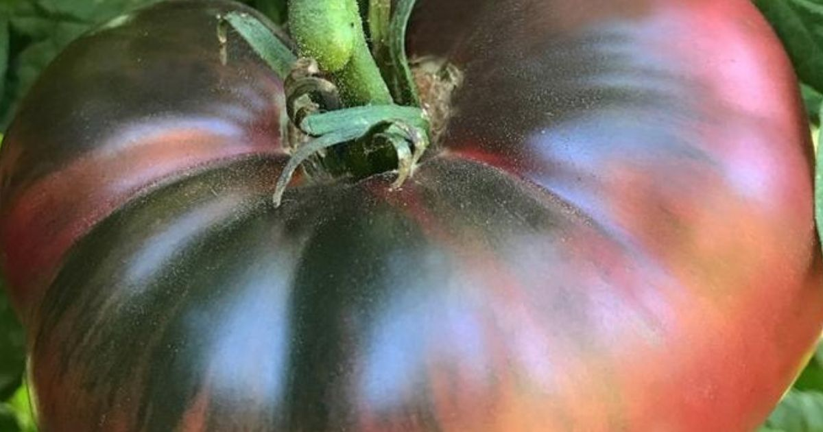 A close view the top of an heirloom tomato A close view the top of an heirloom tomato