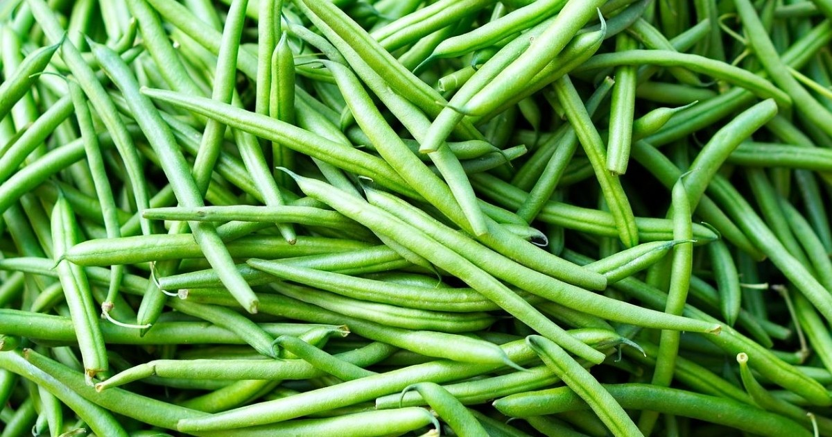 A pile of picked green beans A pile of picked green beans