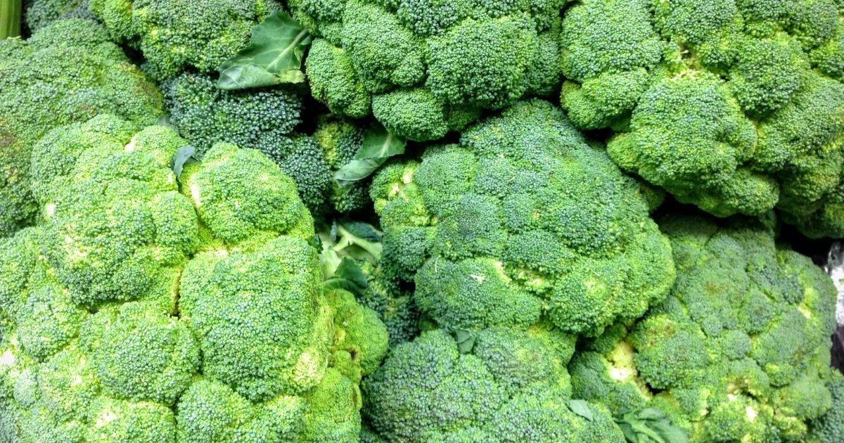 A bunch of broccoli crowns A bunch of broccoli crowns