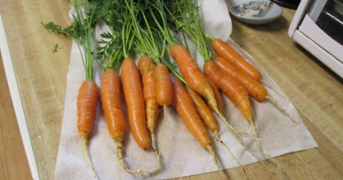 A bunch of carrots A bunch of carrots