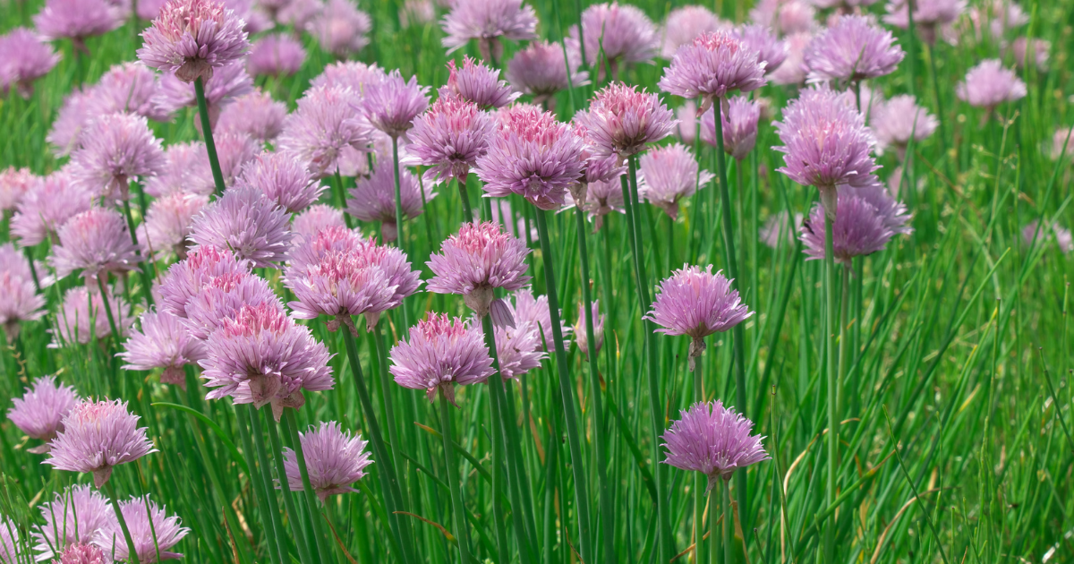 Chives groing in a garden Chives groing in a garden