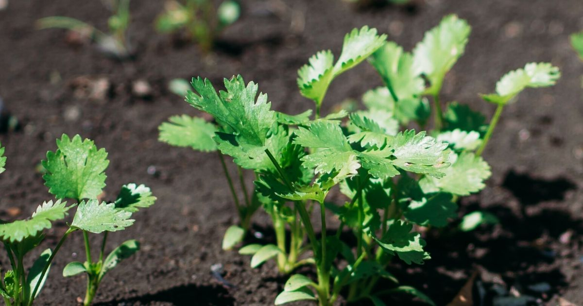 Cilantro growing from a garden Cilantro growing from a garden