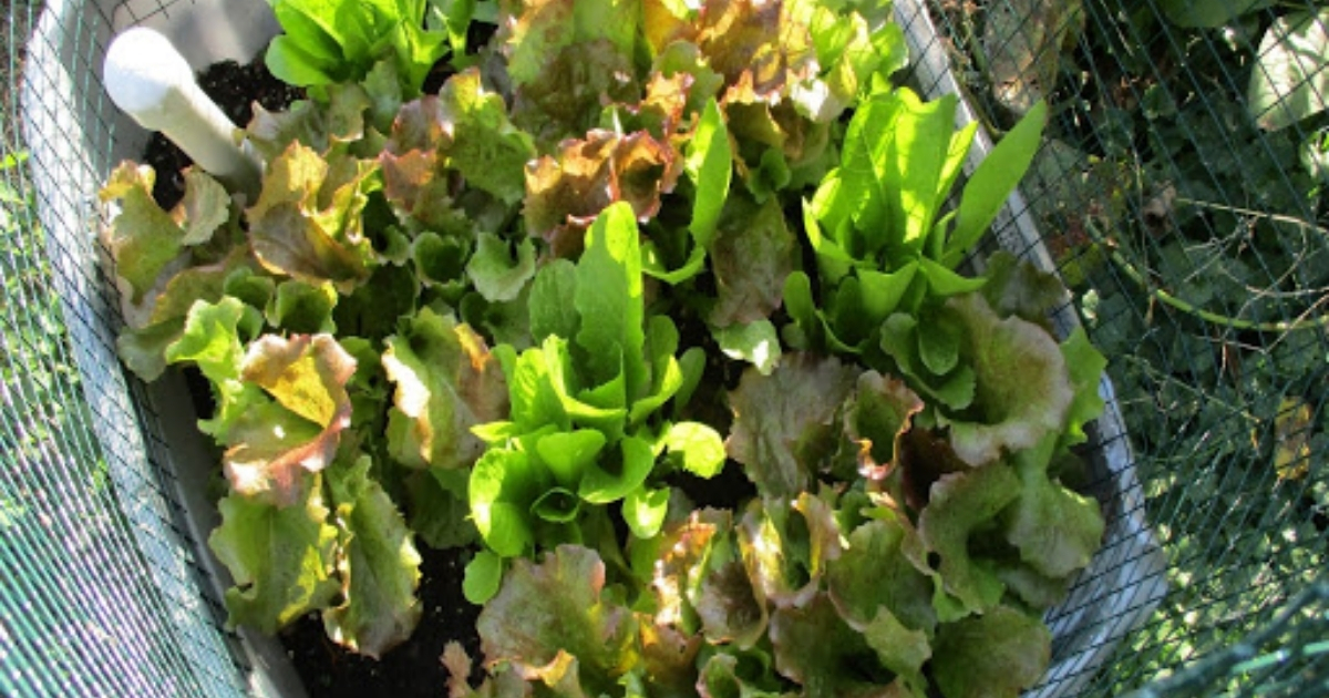A bunch of lettuce in a planter A bunch of lettuce in a planter