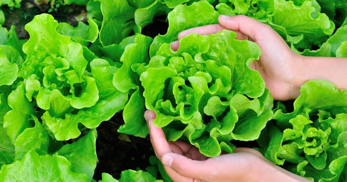 Lettuce in a garden with someone holding one head Lettuce in a garden with someone holding one head