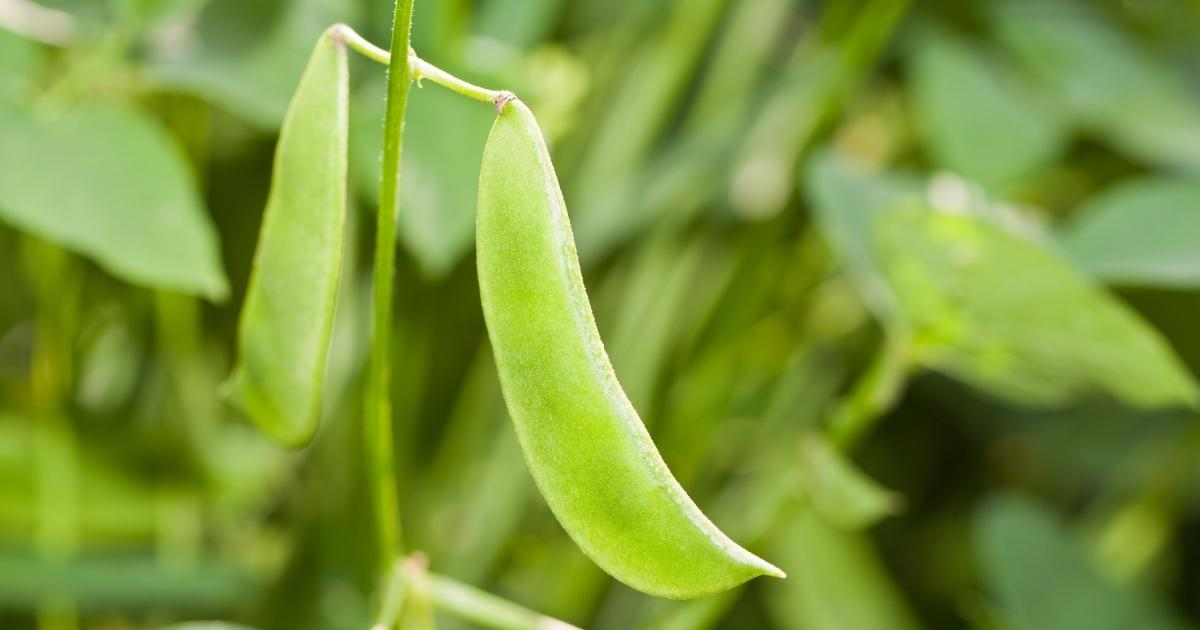 A lima been growing in a garden A lima been growing in a garden