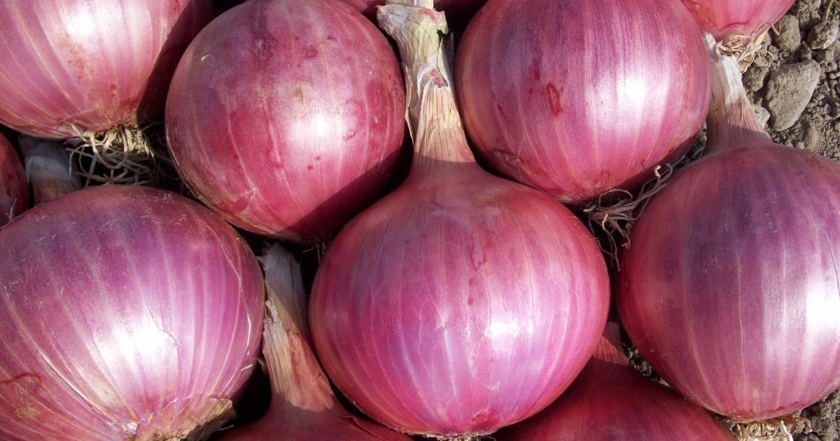 A bunch of red onions A bunch of red onions