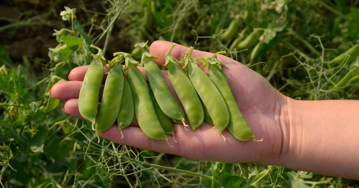 Peas being help in someone's hand Peas being help in someone's hand