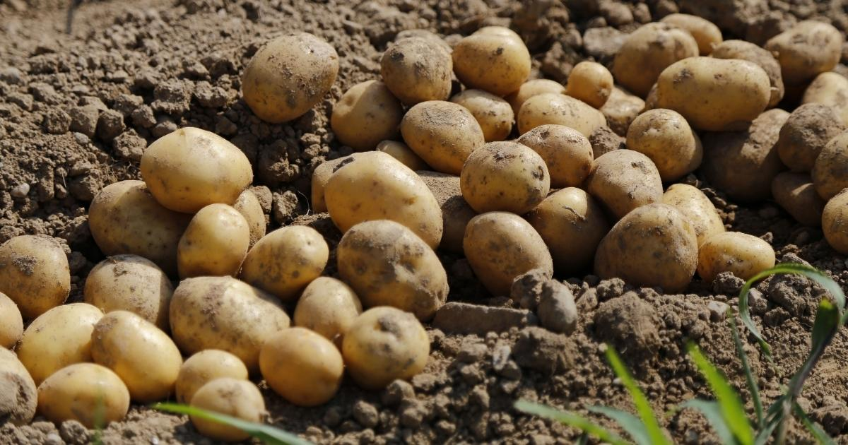 A lareg group of potatoes laying above the dirt A lareg group of potatoes laying above the dirt