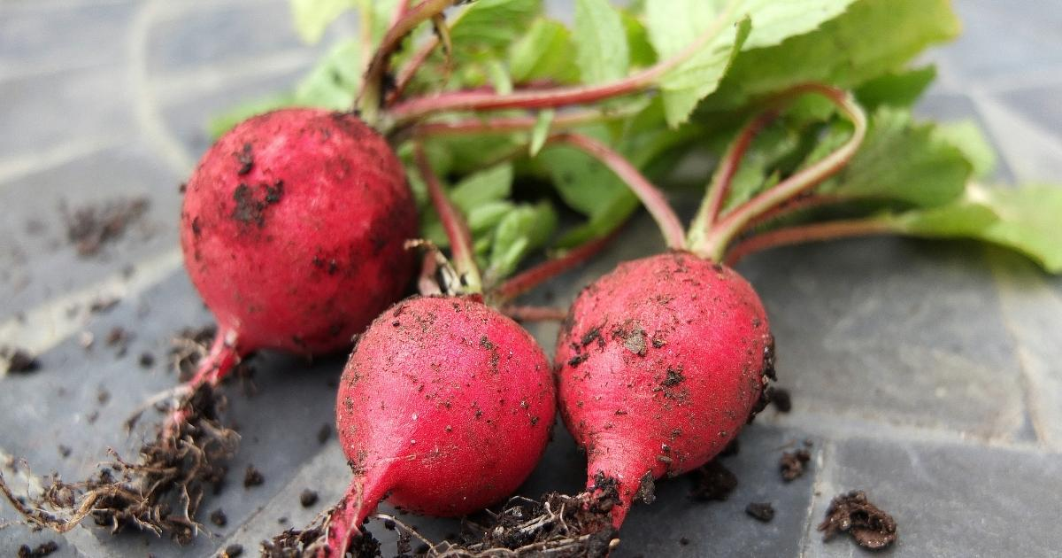 A group of radishes A group of radishes