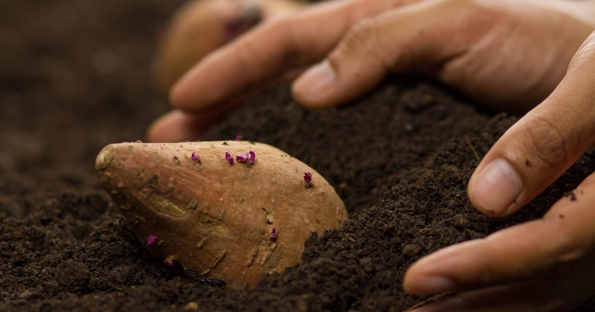 A large sweet potato laying on the dirt A large sweet potato laying on the dirt