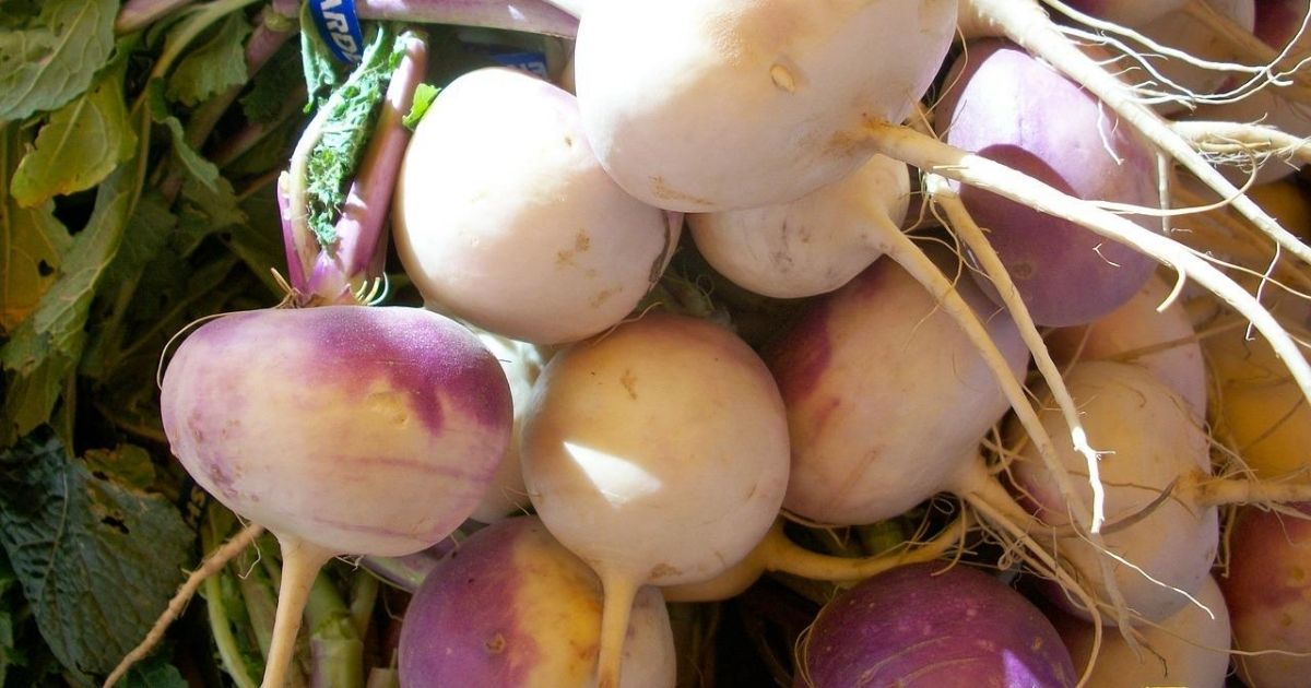 A large bunch of picked turnips A large bunch of picked turnips